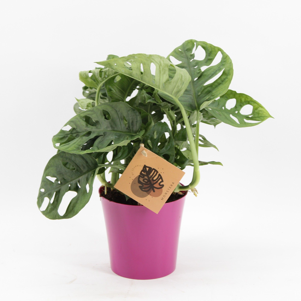 Monstera Monkey Leaf in Linge pot fuchsia.