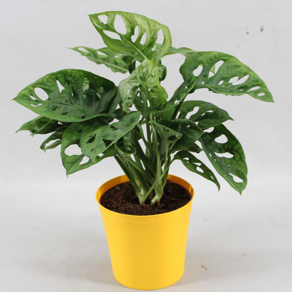 Monstera Monkey Leaf in Linge pot geel.