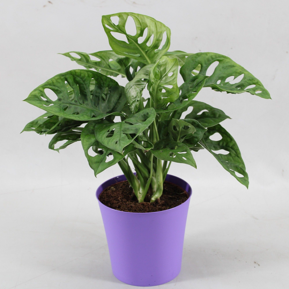 Monstera Monkey Leaf in Linge pot paars.