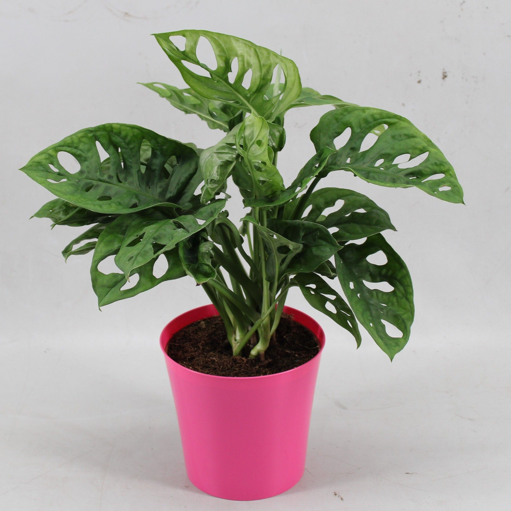 Monstera Monkey Leaf in Linge pot roze.