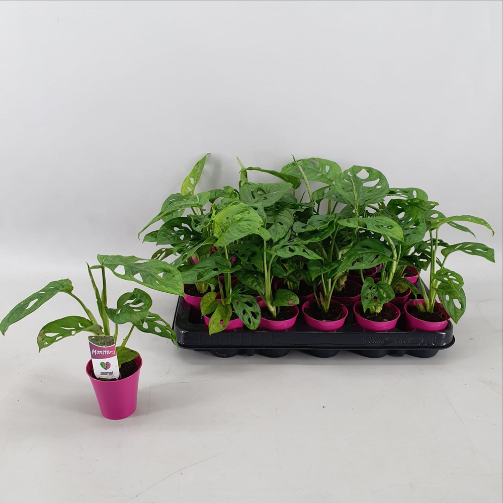 Monstera Monkey Leaf Mini in Linge pot Fuchsia.