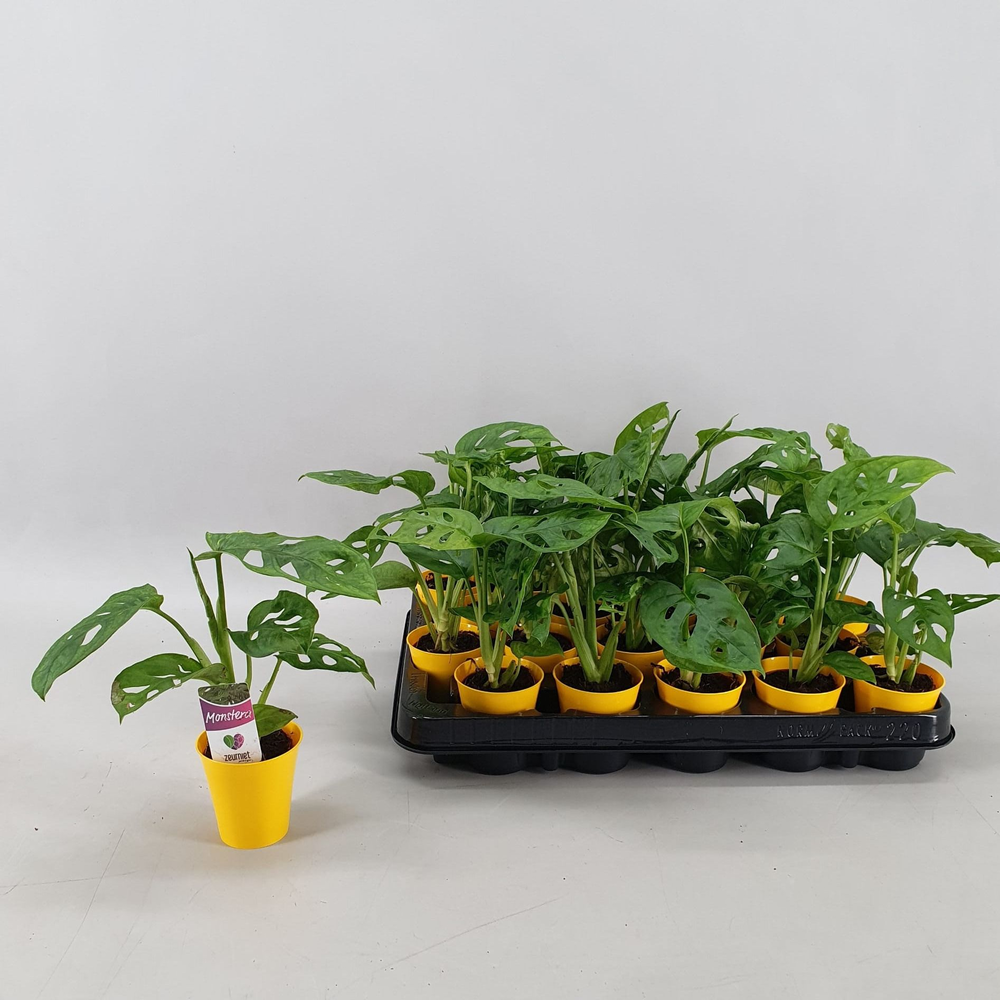 Monstera Monkey Leaf in Linge pot Geel.