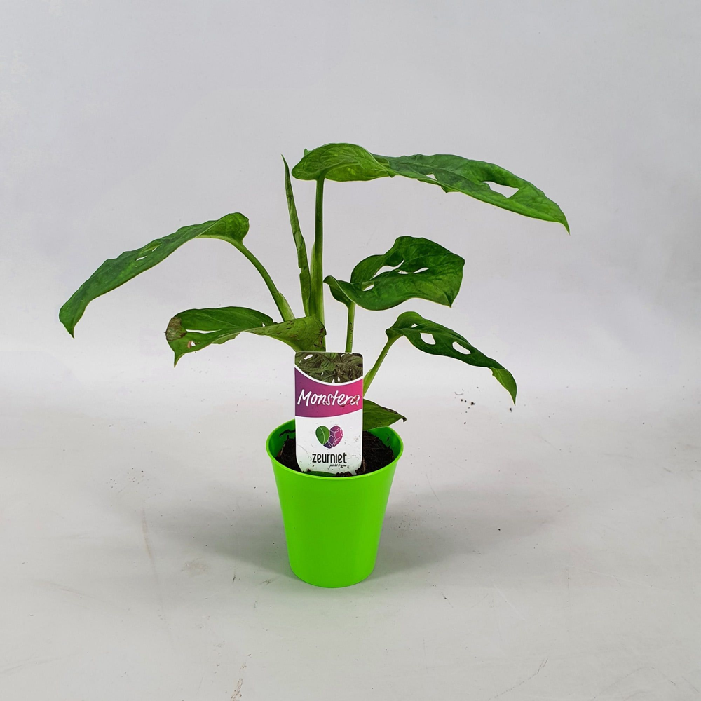 Monstera Monkey Leaf Mini in Linge pot Groen.