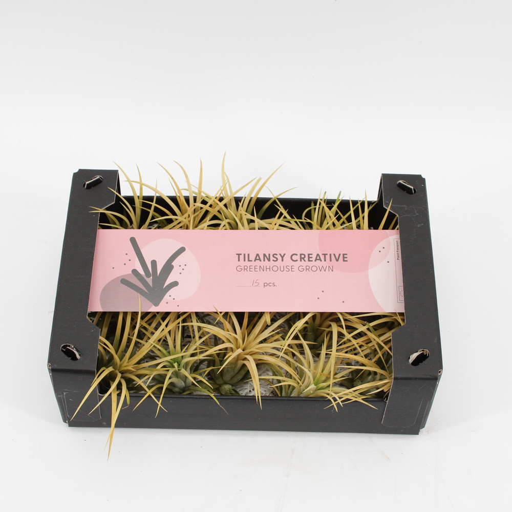 Tillandsia Creative Geel x15.