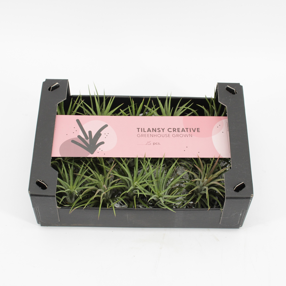 Tillandsia Ionantha Groen x15.