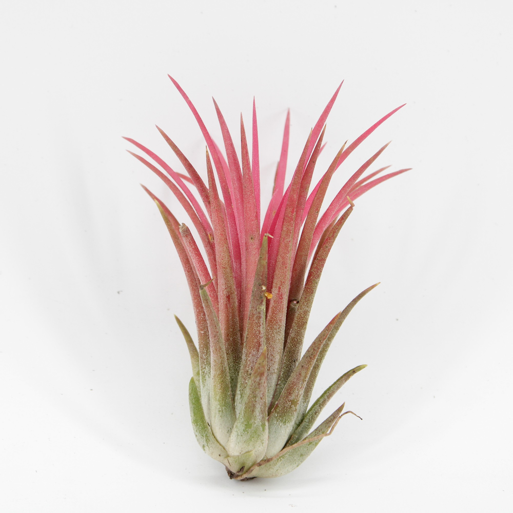 Tillandsia Ionantha Mix 3 kleuren x15.