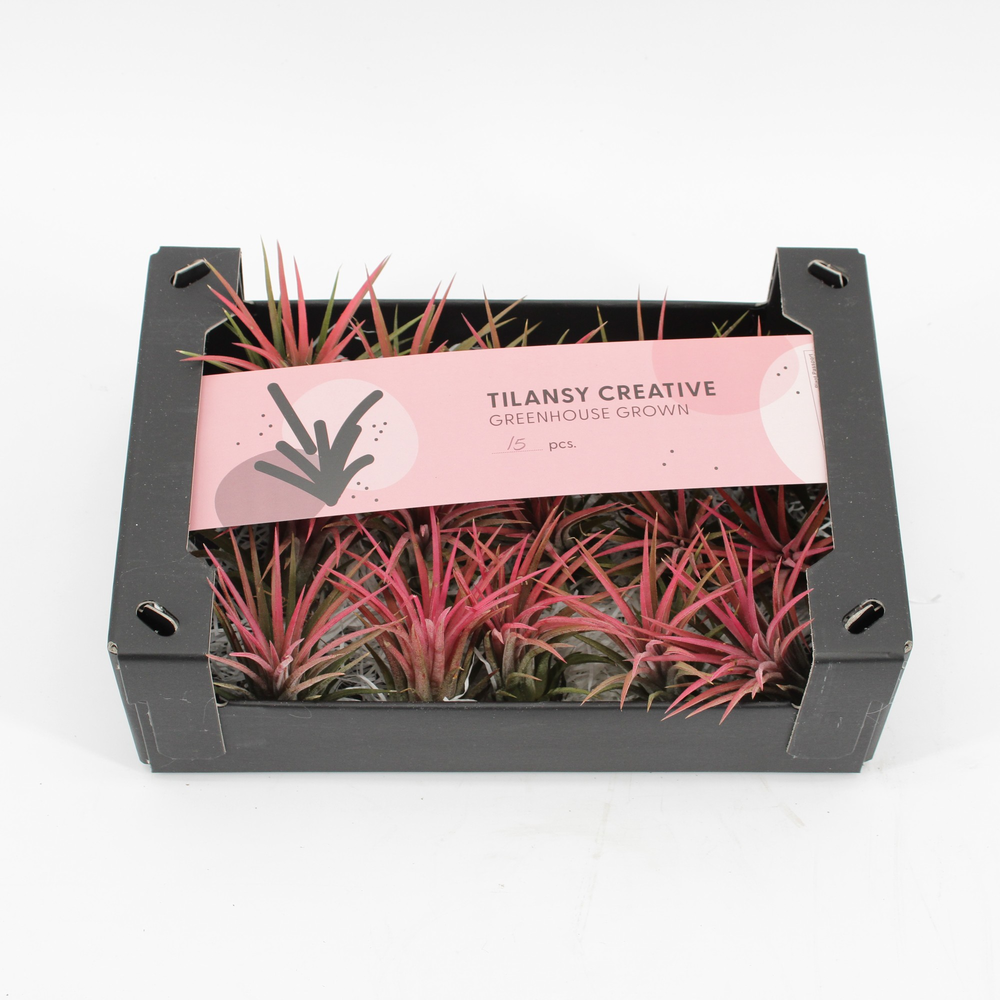 Tillandsia Ionantha Rood x15.
