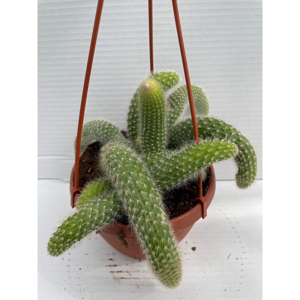 Cleistocactus wit winteri katestaart.