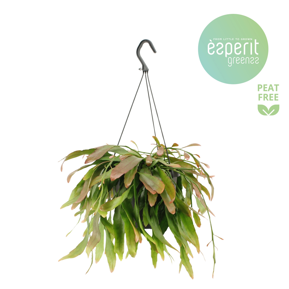 Rhipsalis Red Coral hangpot.