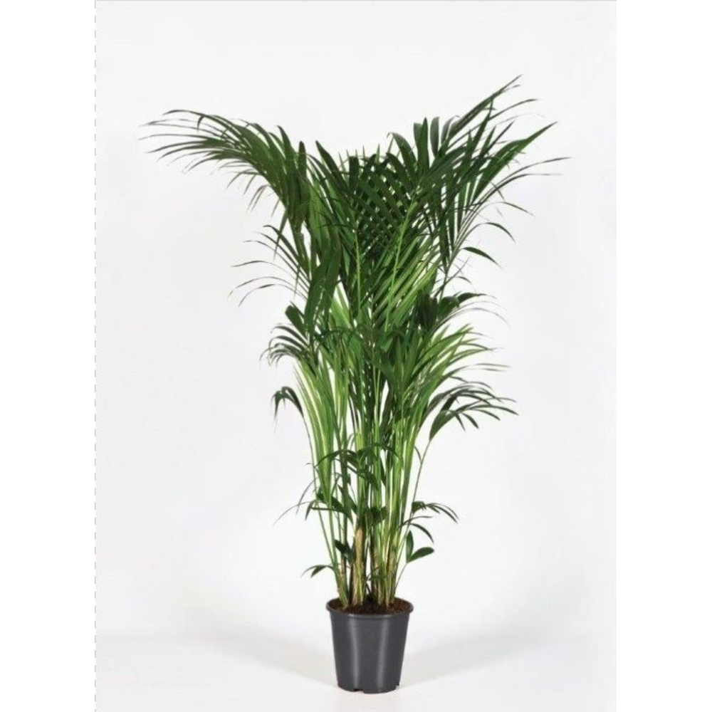 Howea forsteriana 180cm (Kentia).