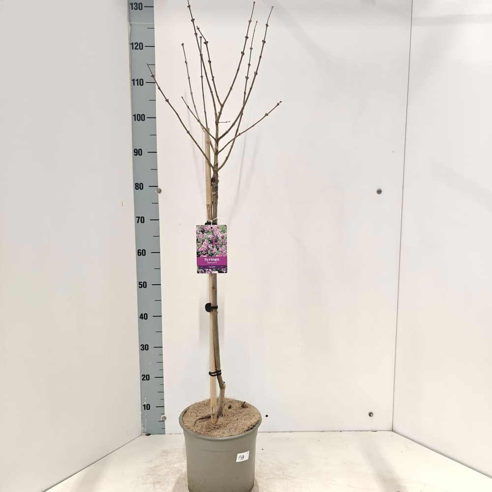 Syringa mey. 'Palibin' --stam 60 cm 1jr. kroon.