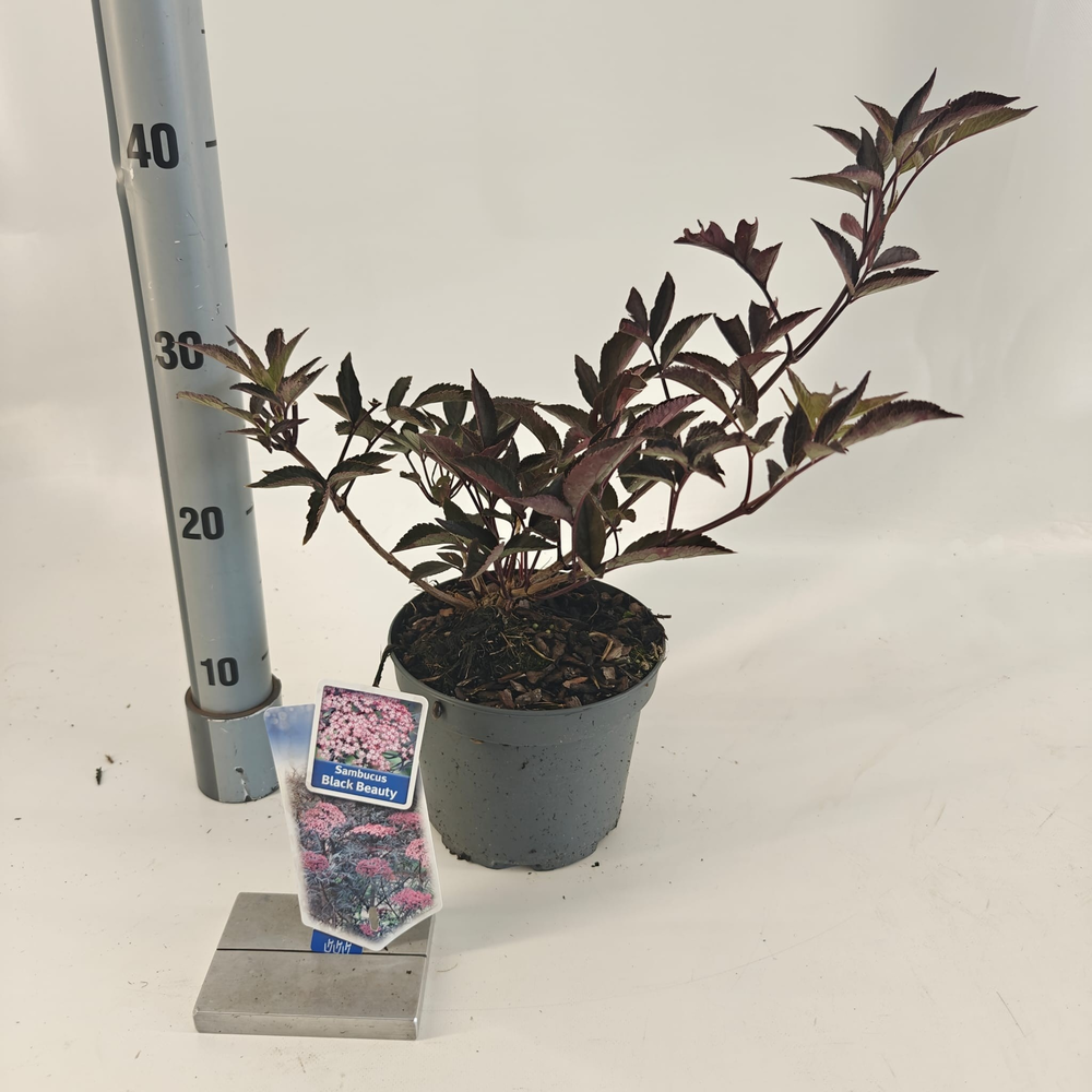 Sambucus nigra Black Beauty ('Gerda'PBR).