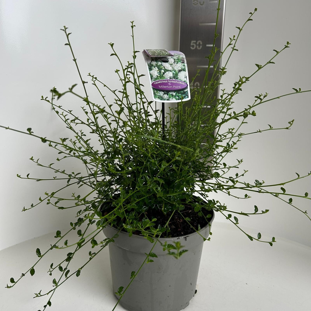 Ceanothus thyr. 'Millerton Point'.