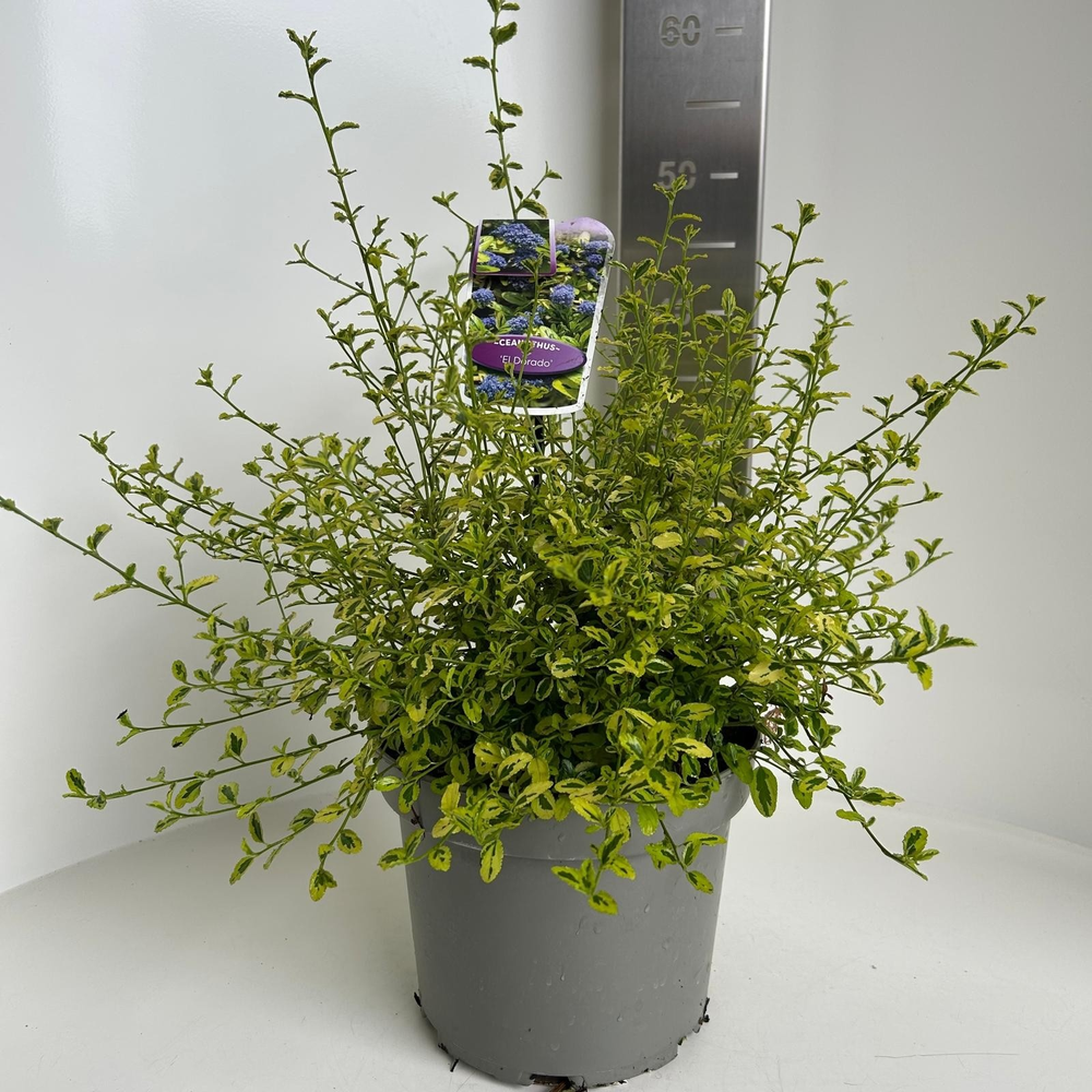 Ceanothus thyr. 'El Dorado'.