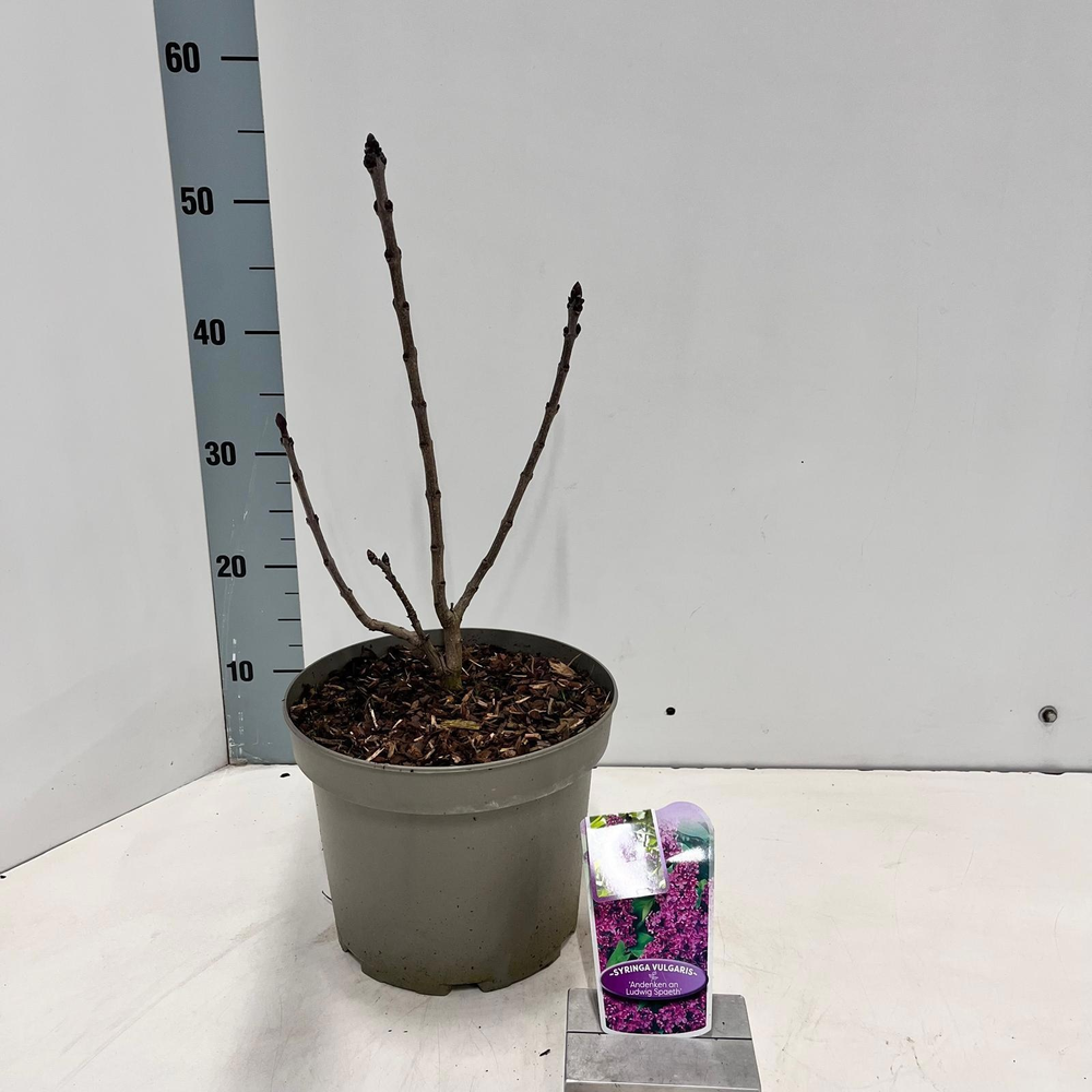 Syringa vulg. 'And. An Ludwig Spath'.