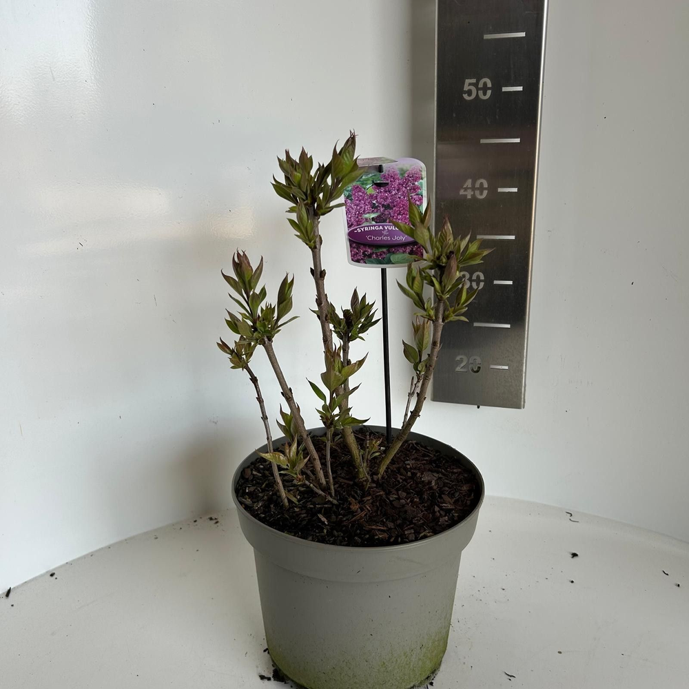Syringa vulg. 'Charles Joly'.