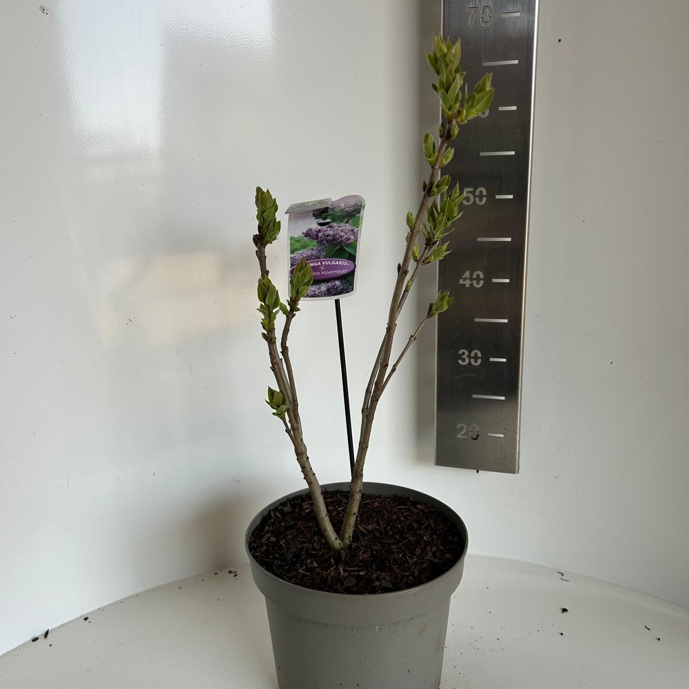 Syringa vulg. 'Katherine Havemeyer'.