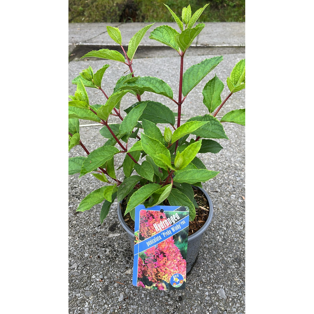 Hydrangea pan. Pinky Winky ('Dvppinky'PBR).