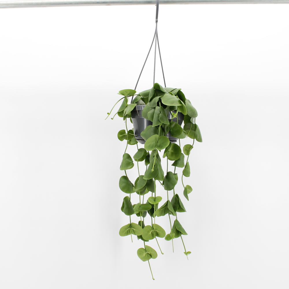 Dischidia Platyphylla.