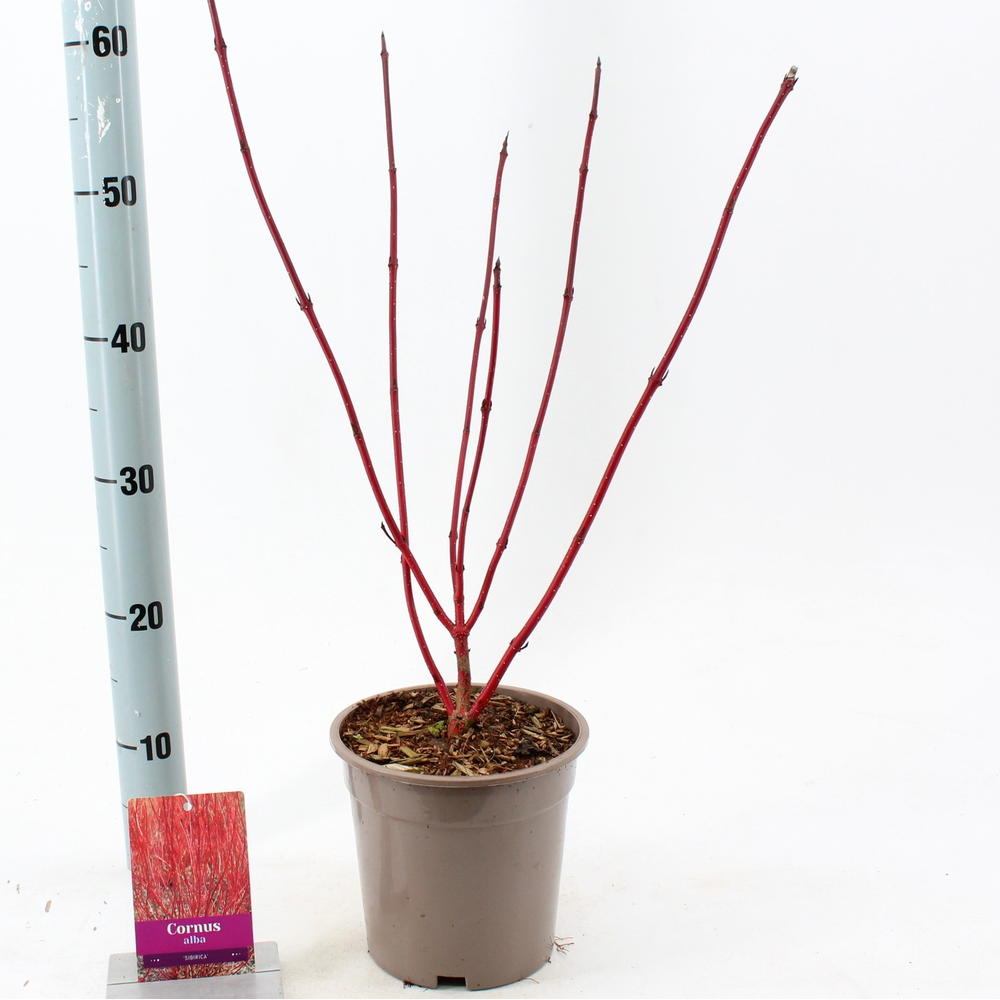 Cornus alba 'Sibirica'.