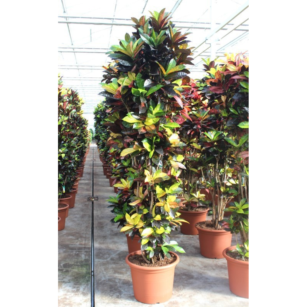 Coadieaum Iceton (Croton Iceton).