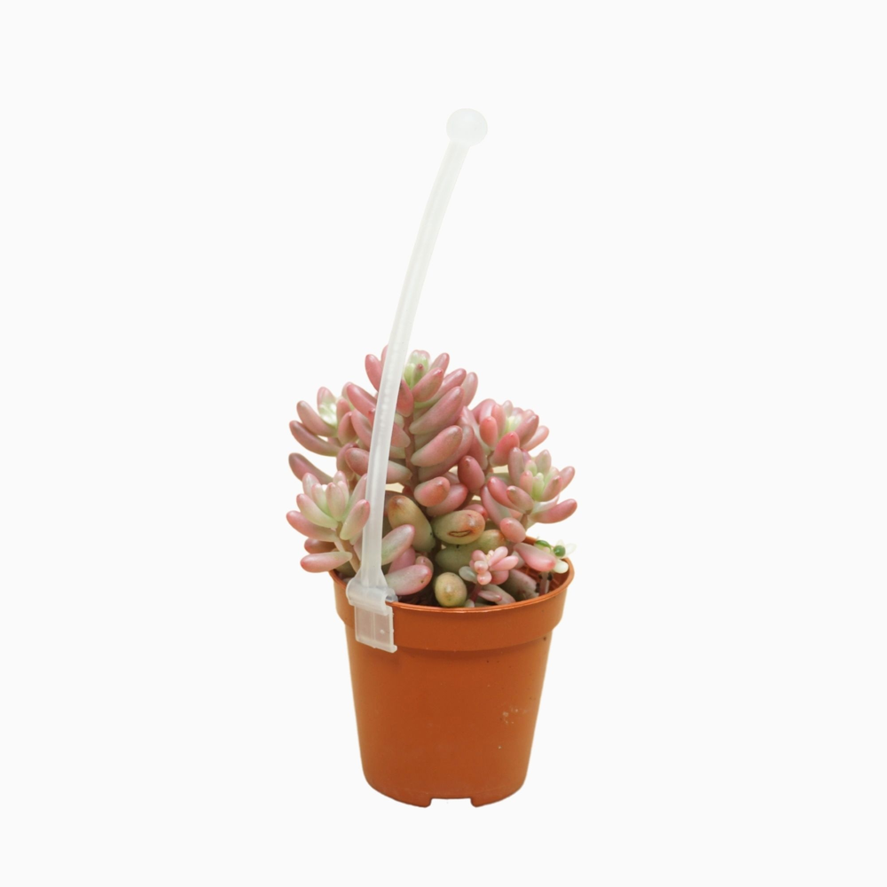Sedum rubrotinctum aurora 5,5 cm.