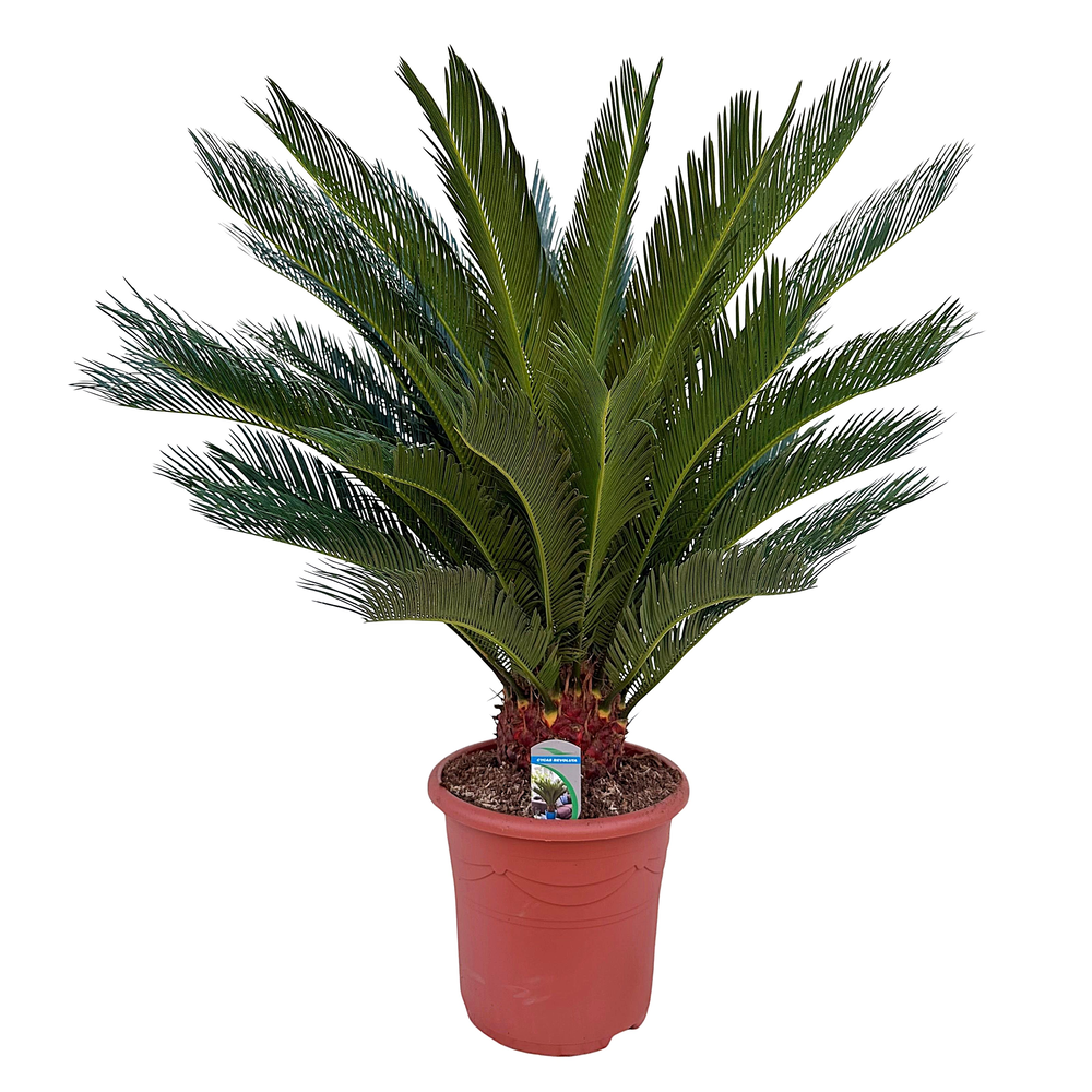Cycas revoluta P32.