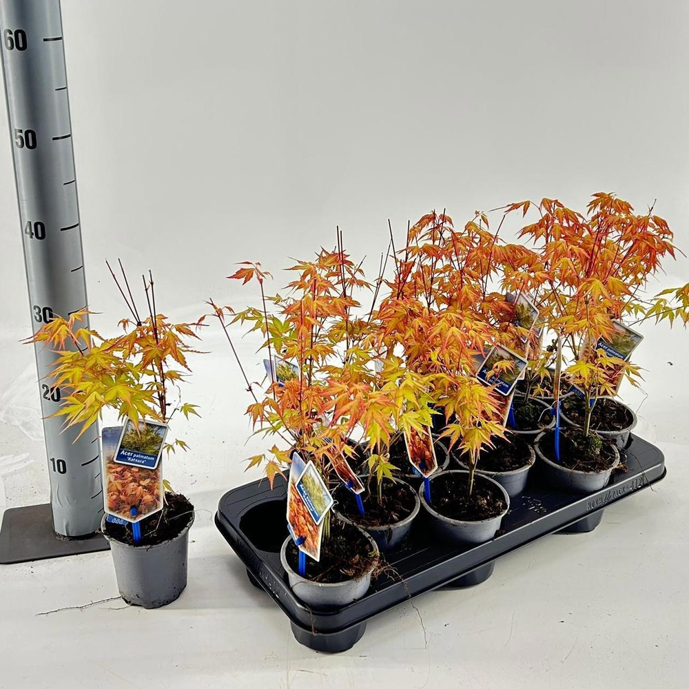 Acer pal. 'Katsura'.