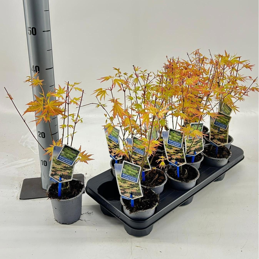 Acer pal. 'Orange Dream'.