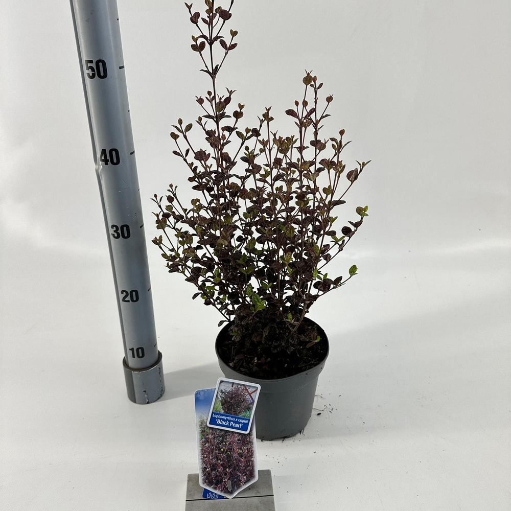 Lophomyrtus ralphii 'Black Pearl'.