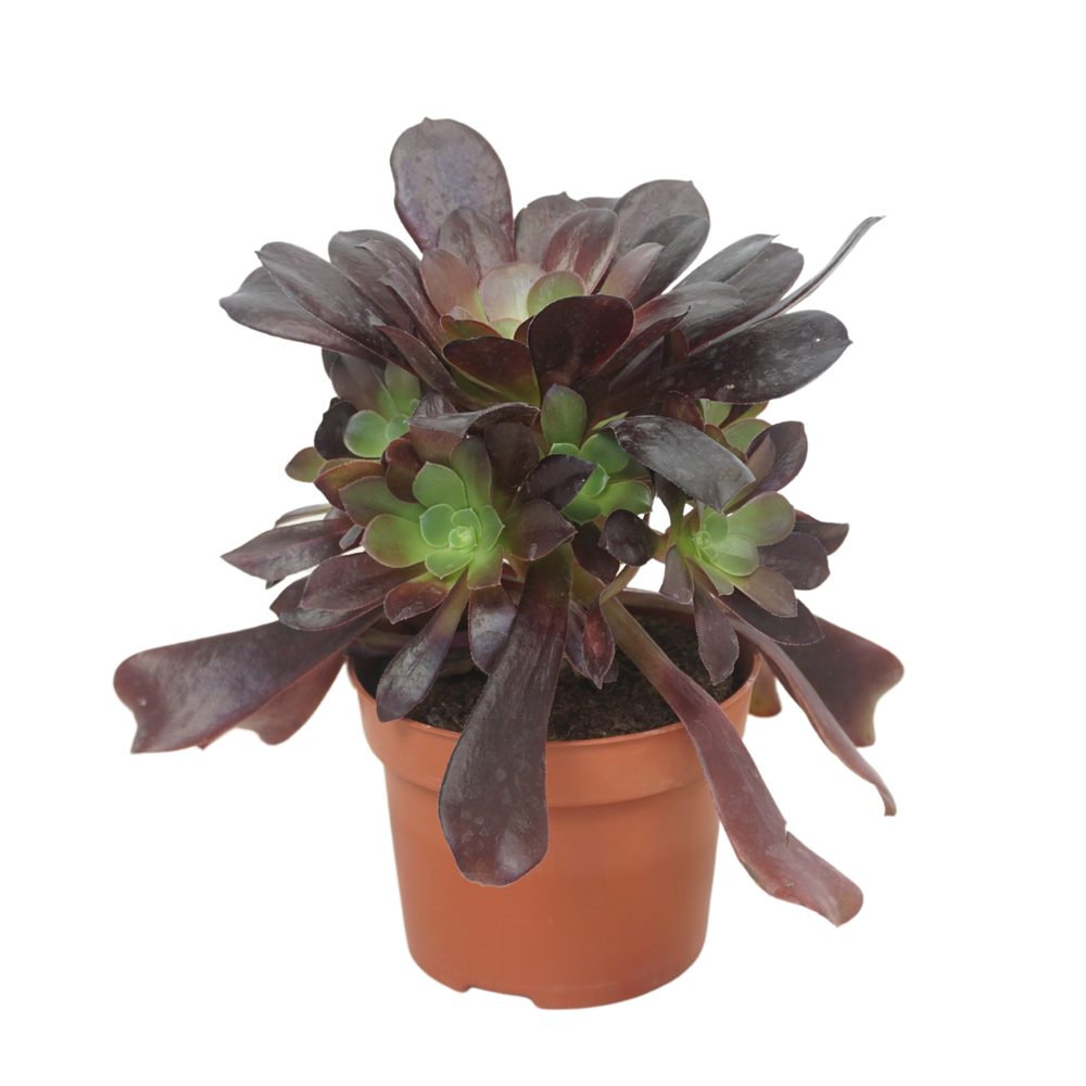 Aeonium valour 12 cm.