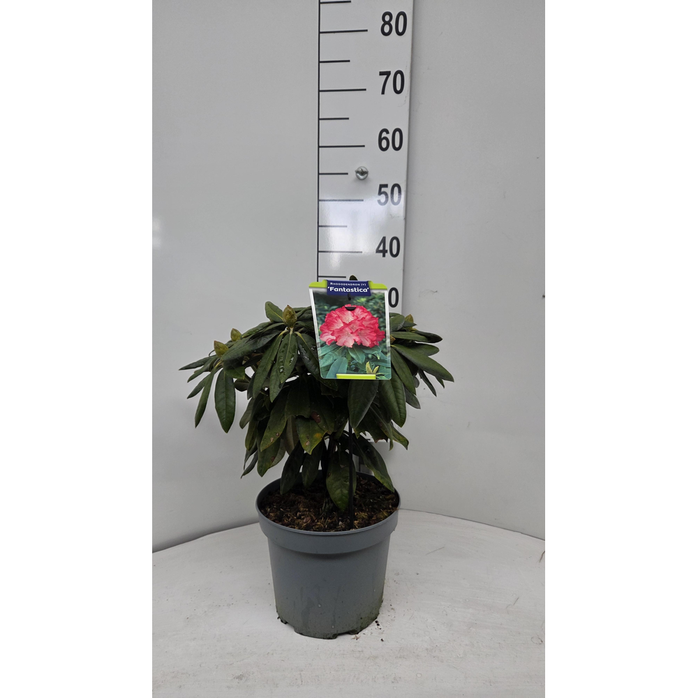 Rhododendron (Y) 'Fantasica'.