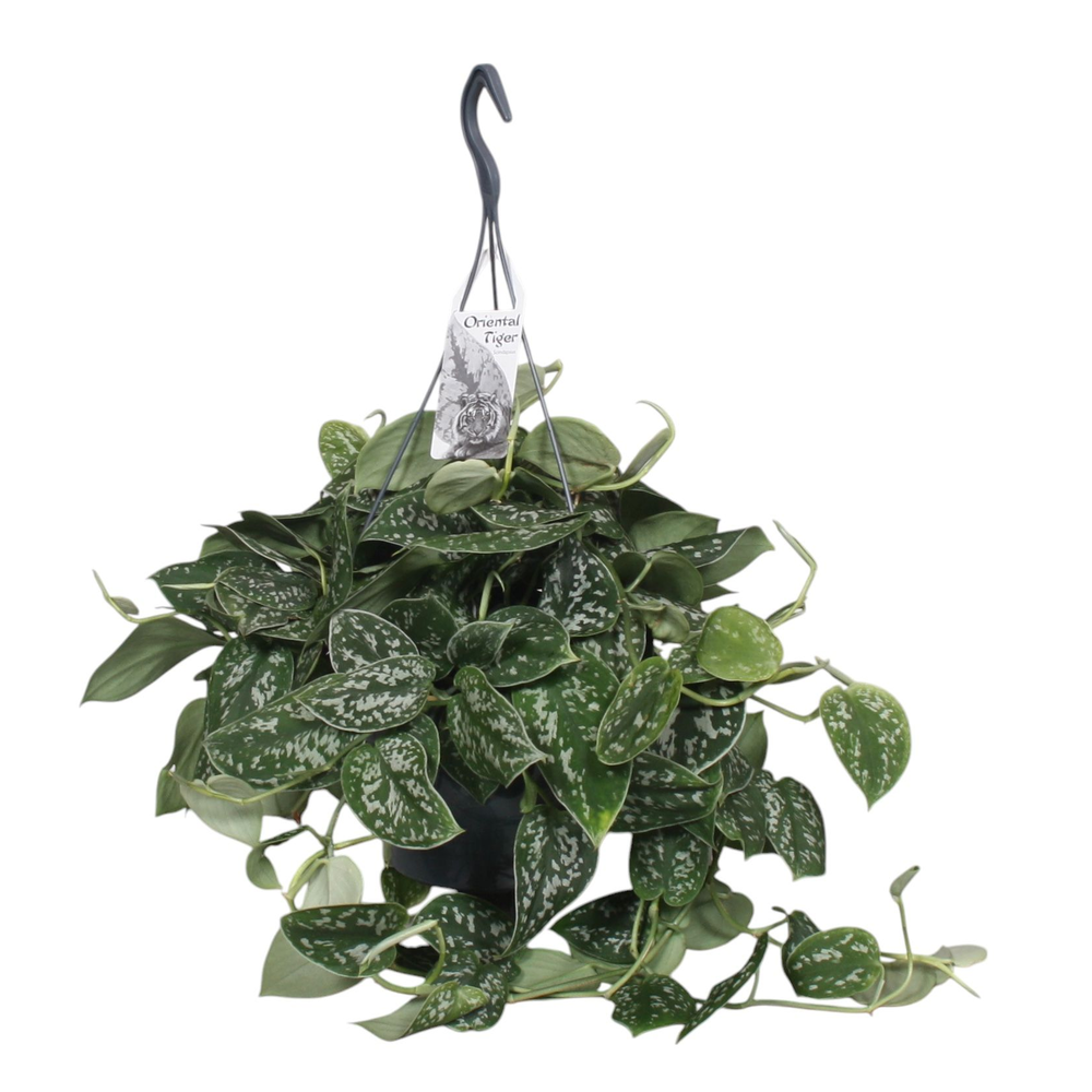 Scindapsus Pictus Argyraeus.