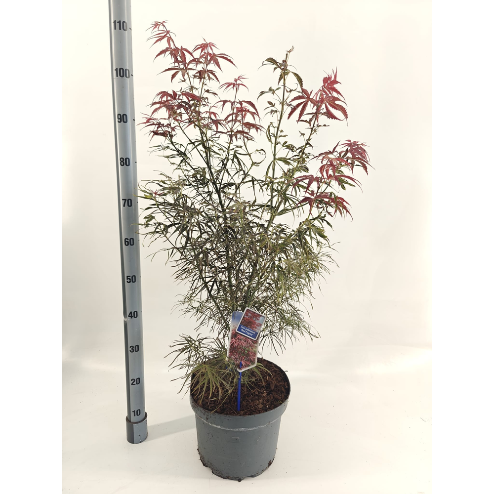 Acer pal. 'Red Pygmy'.