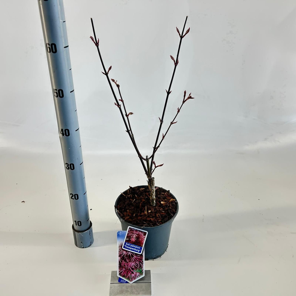 Acer pal. 'Trompenburg'.