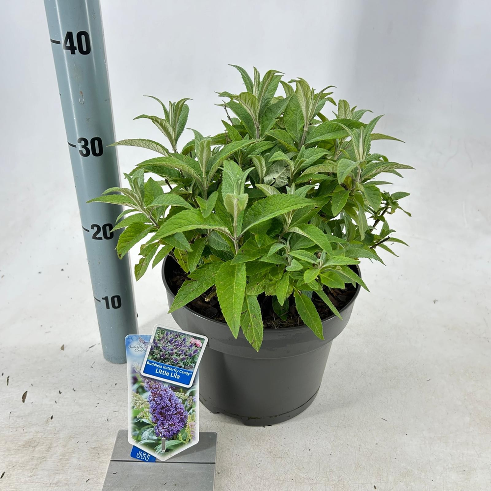 Buddleja d. Butt. Candy® Little Lila ('BotEx 004'P.
