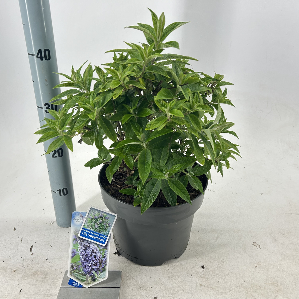 Buddleja d. Butt. Candy® Lila Sweetheart ('BotEx 0.
