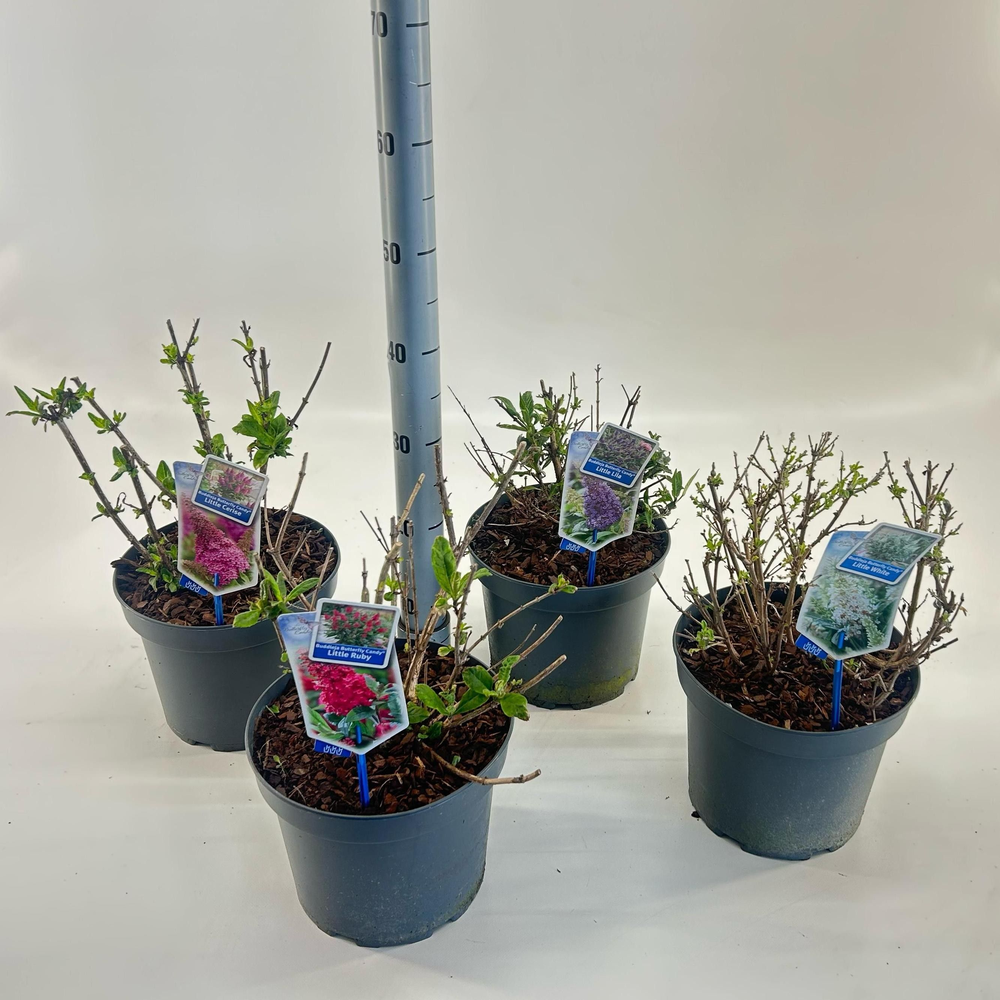 Buddleja d. Butt. Candy® mix P23 (minimum order on.