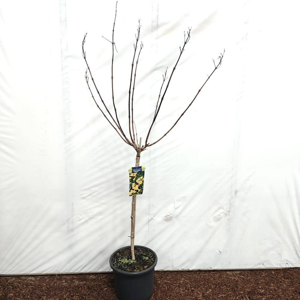 Campsis tagliabuana 'Gold Trumpet Creeper' 80 stam.