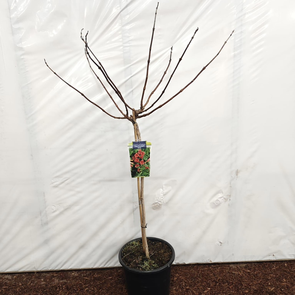 Campsis tagliabuana 'Fire Trumpet Vine' 80 stam.