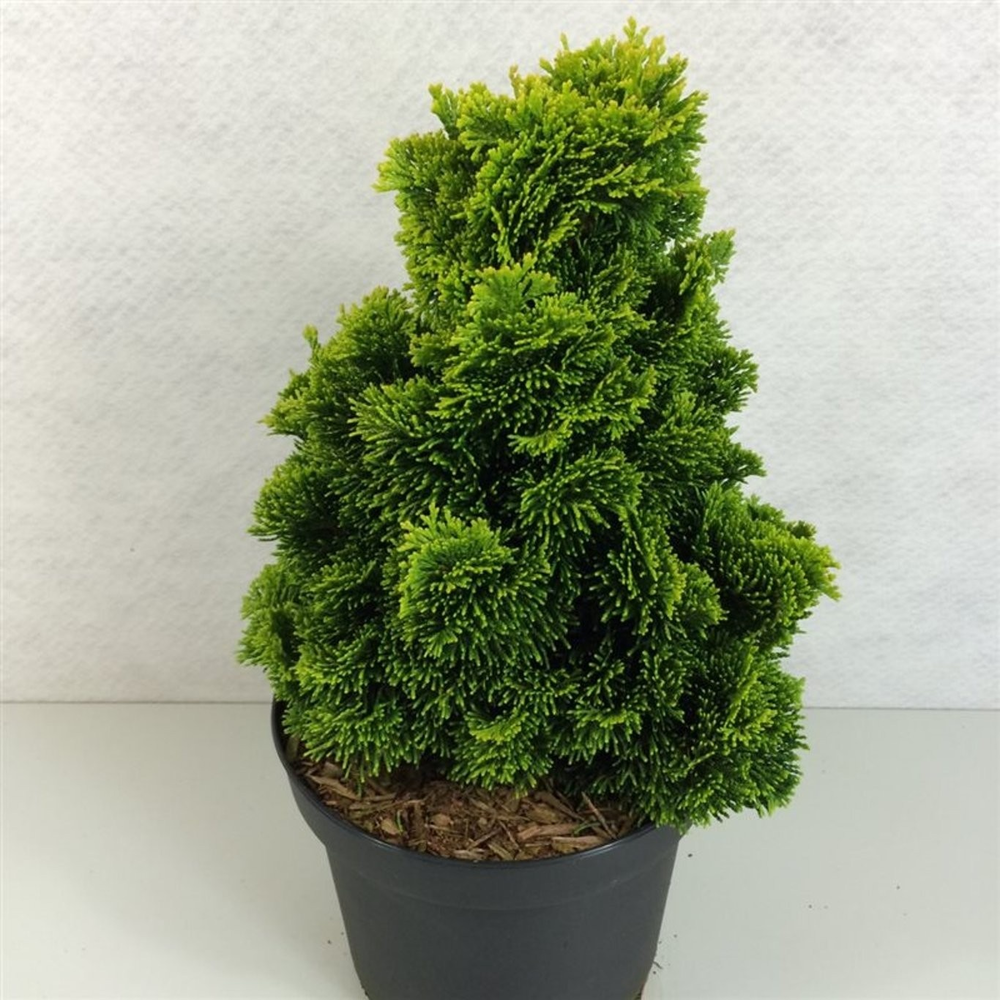 Chamaecyparis obt. 'Aurora'.