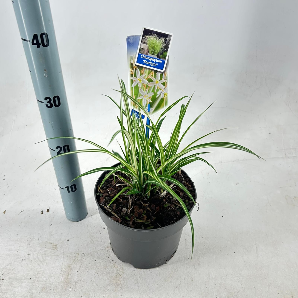 Chlorophytum saunderisiae ‘Starlight’ PBR.