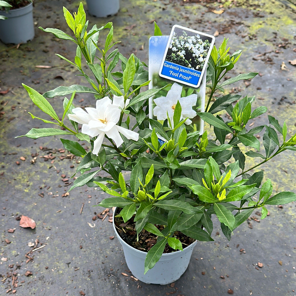 Gardenia jasminoides Fool Proof ('Leesix'PBR').