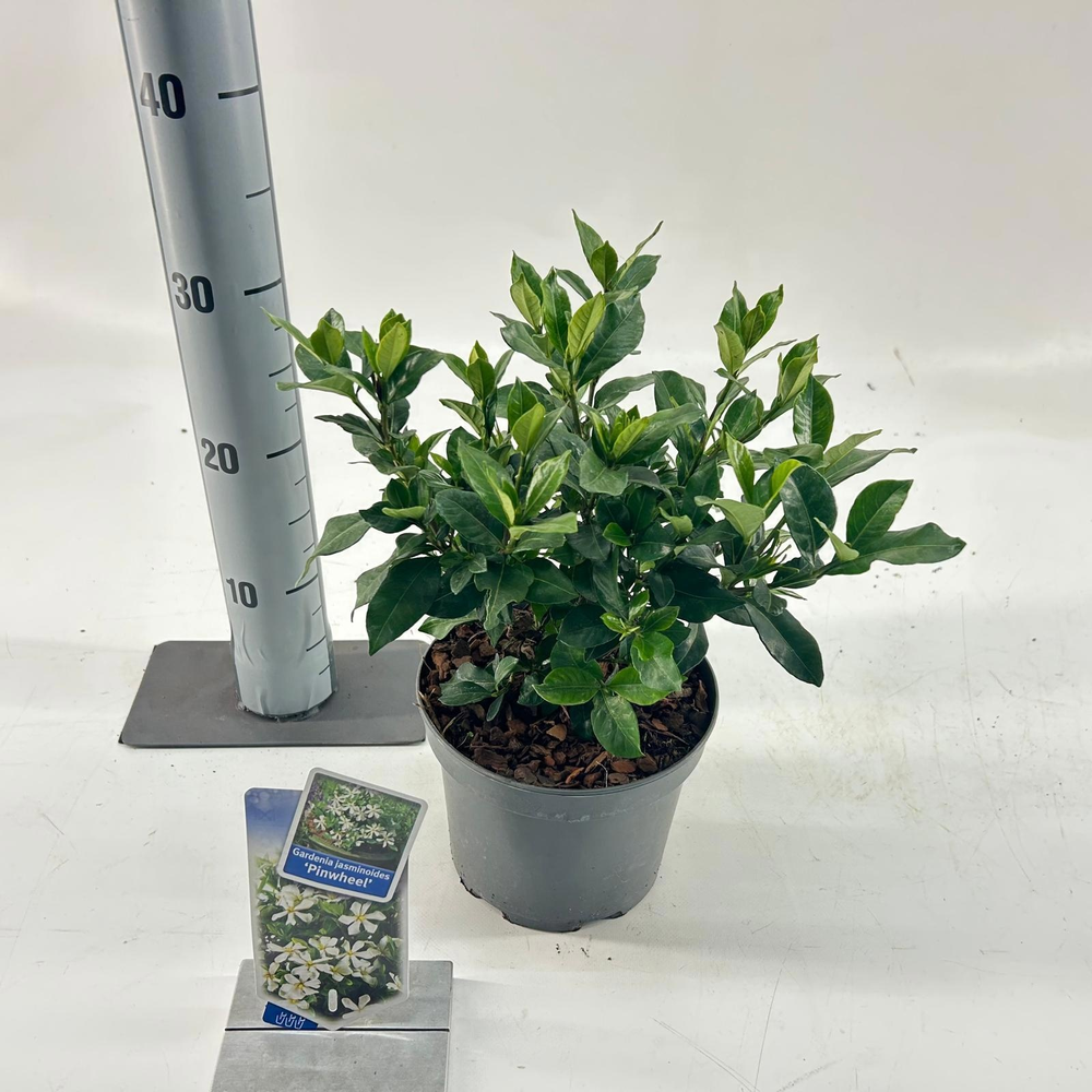 Gardenia jasminoides 'Pinwheel®'.