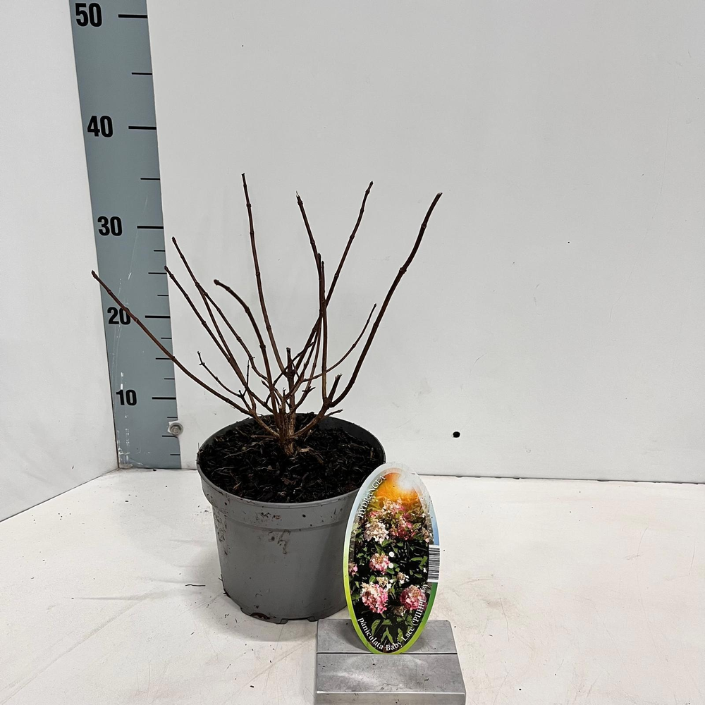 Hydrangea pan. Baby Lace ('PIIHPI'PBR).