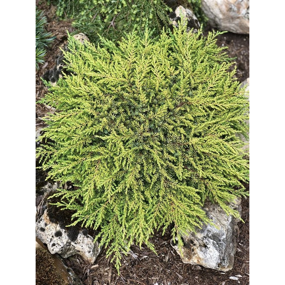 Juniperus comm. 'Lemon Carpet'.