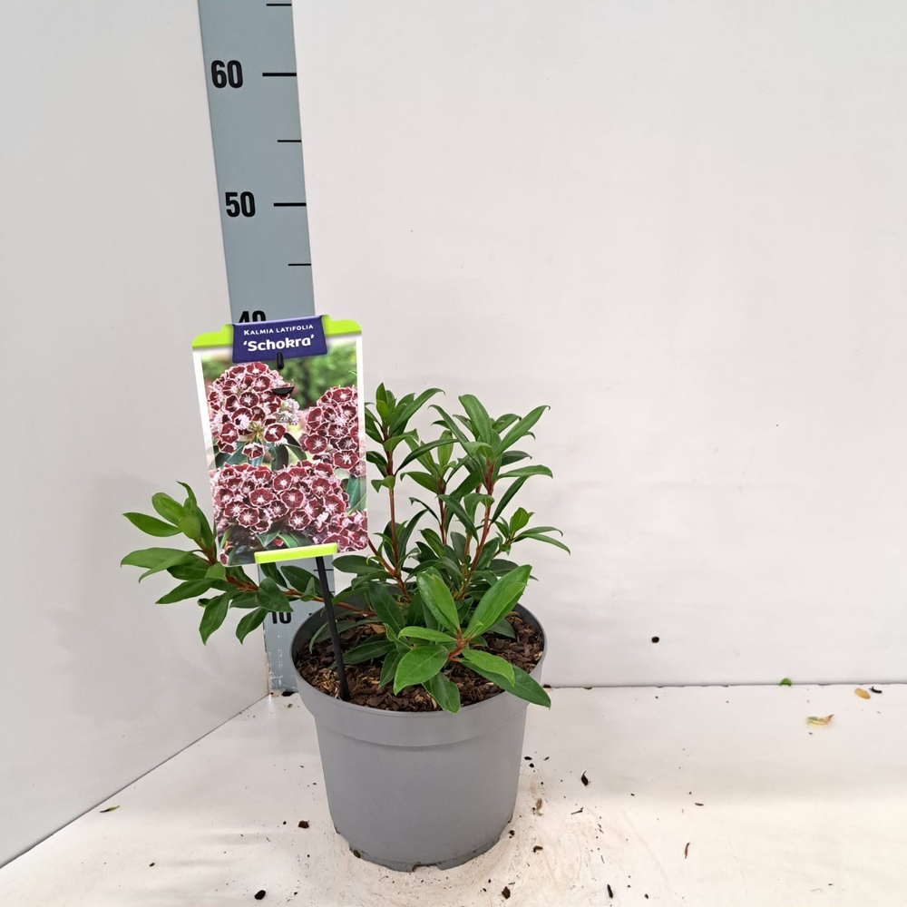 Kalmia lat. 'Schokra'.