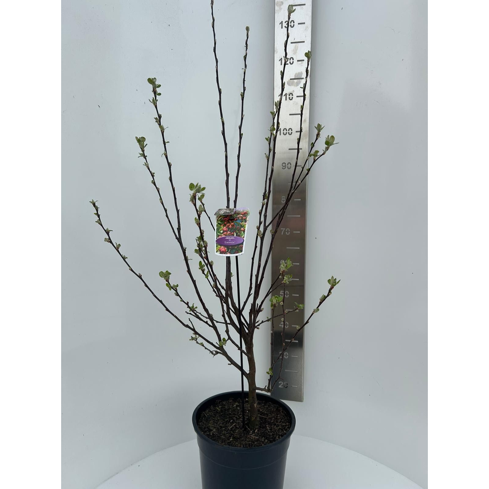 Malus 'Evereste'.