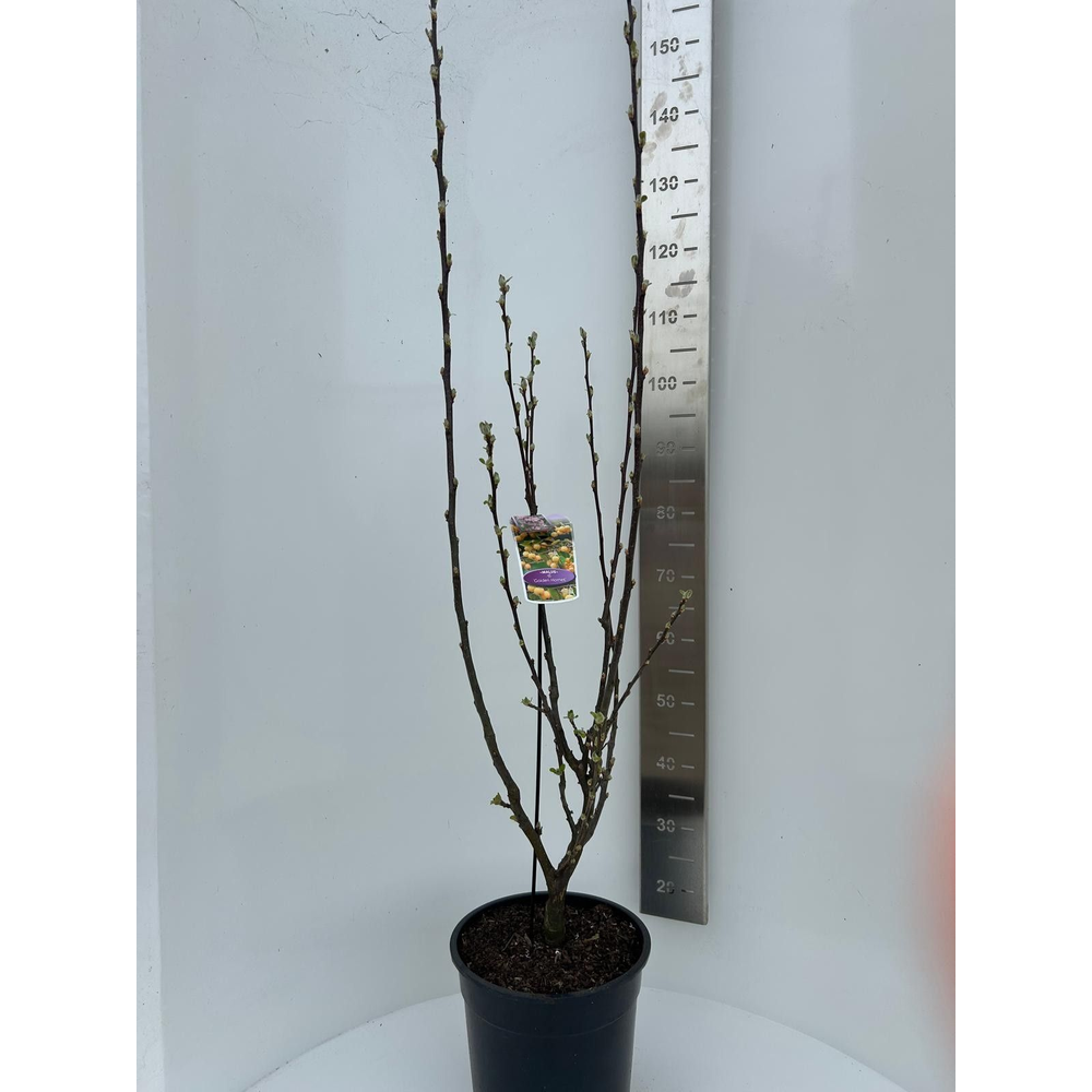 Malus 'Golden Hornet'.