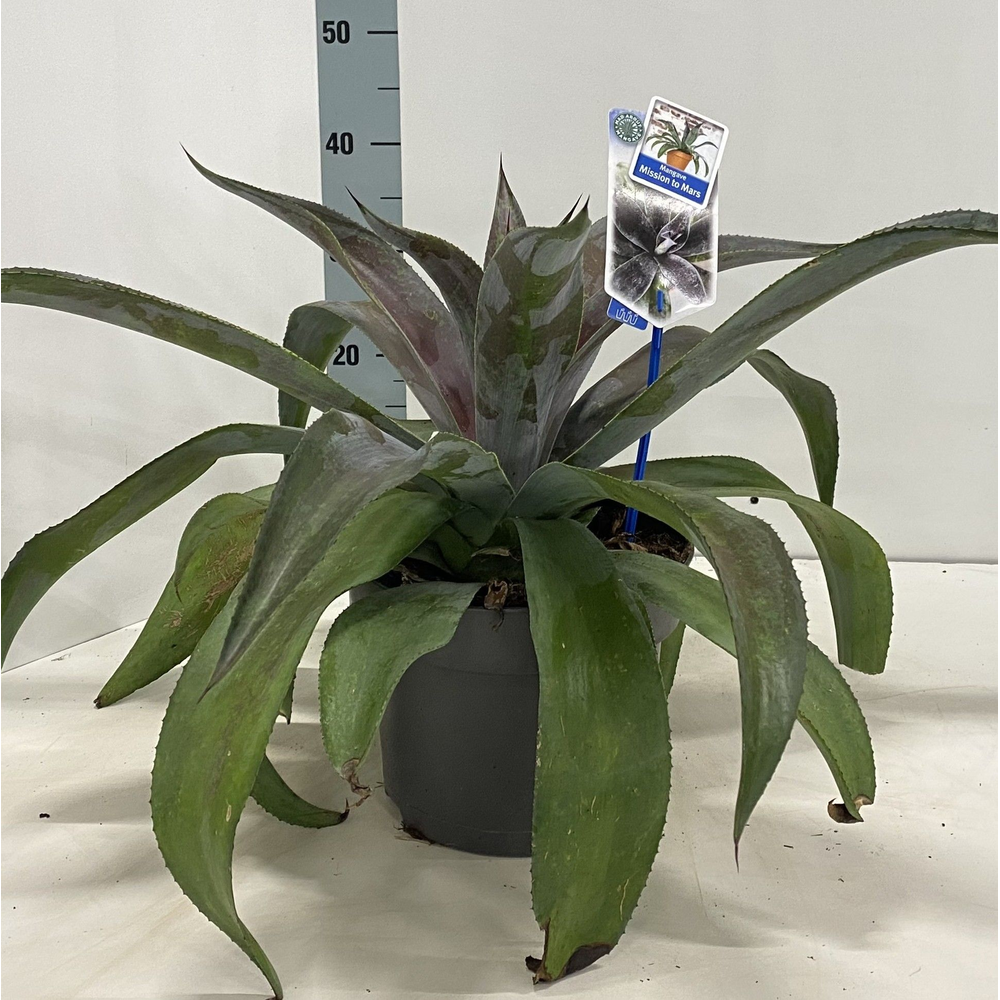 Mangave Mad about Mangave® ‘Mission to Mars’ PBR.